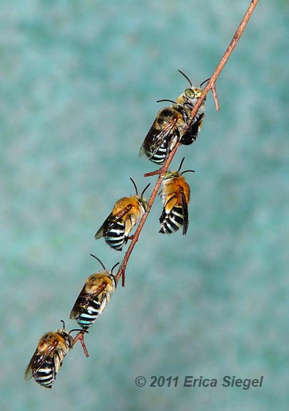 bluebanded bee roost