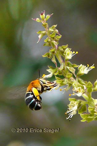 bluebanded bee feeding