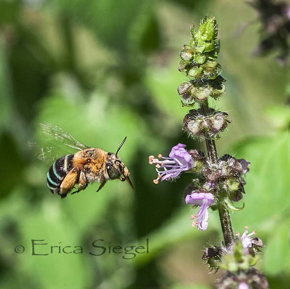 bluebanded bee