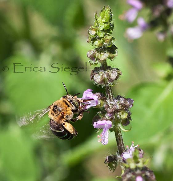 blue banded bee