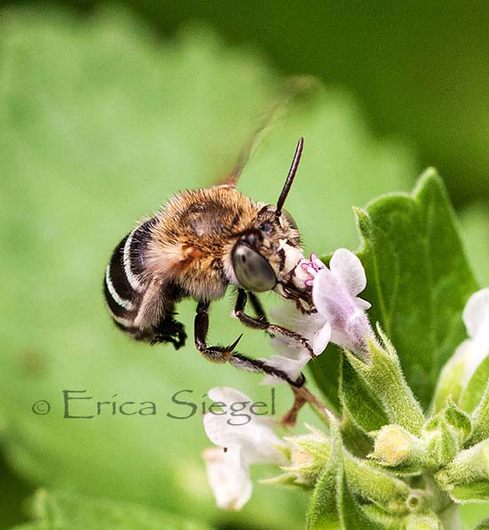 a native blue banded bee