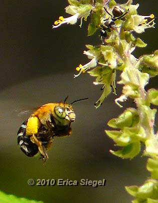 bluebanded bee in flight