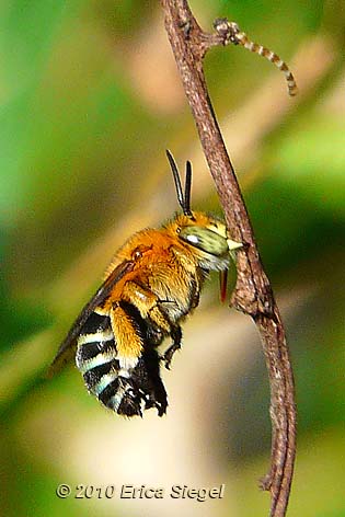 blue banded bee amegilla