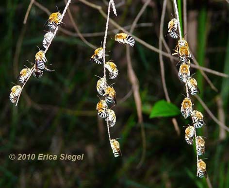 blue banded bee roost