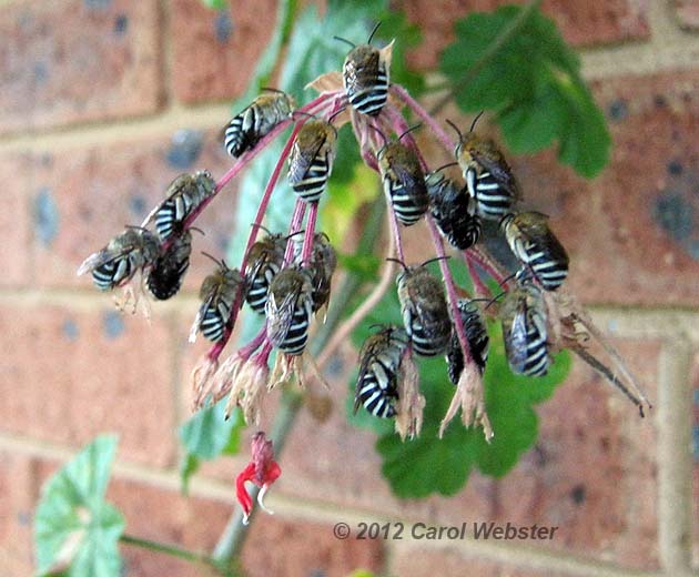 blue banded bee carol webster