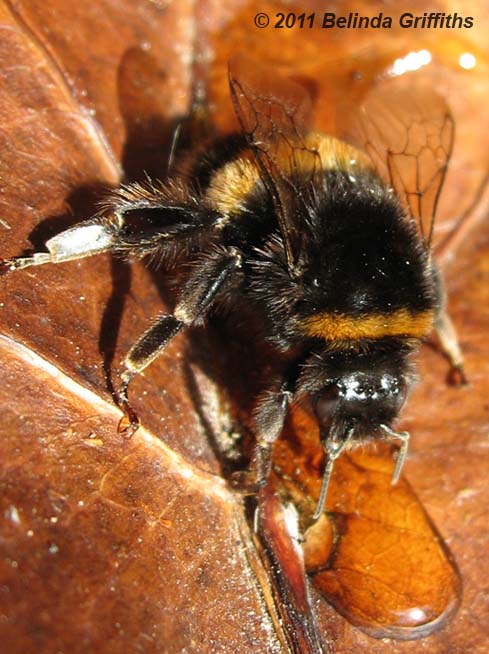 bluebanded bee