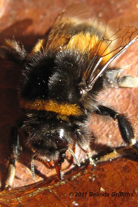 blue banded bee roost