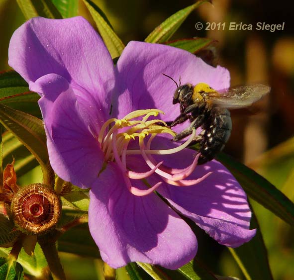 great carpenter bee