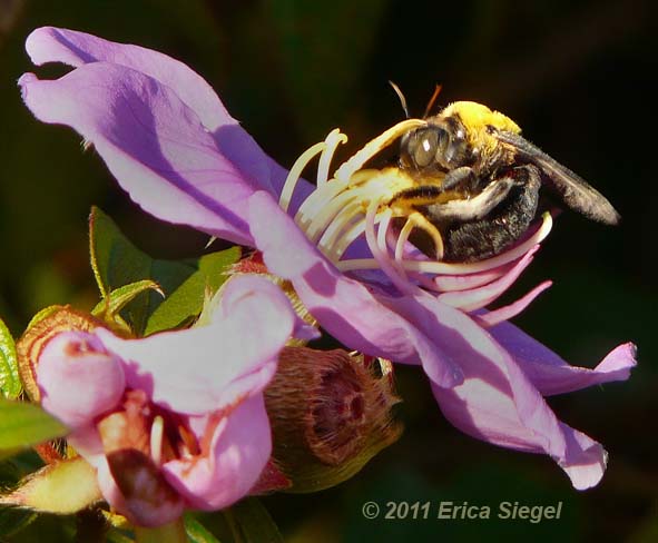 xylocopa carpenter bee