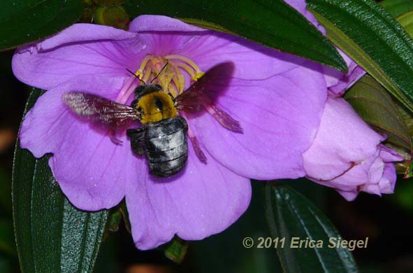 xylocopa carpenter bee
