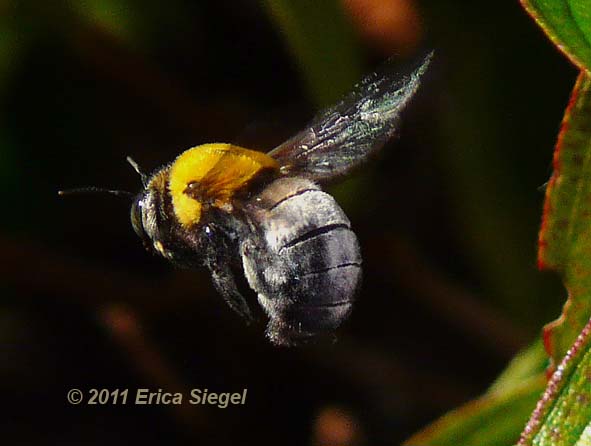 great carpenter bee