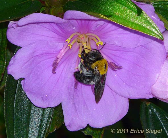 great carpenter bee