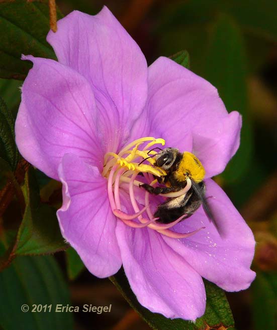 great carpenter bee