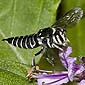 leafcutter or resin bee