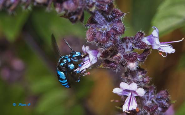 cuckoo bee