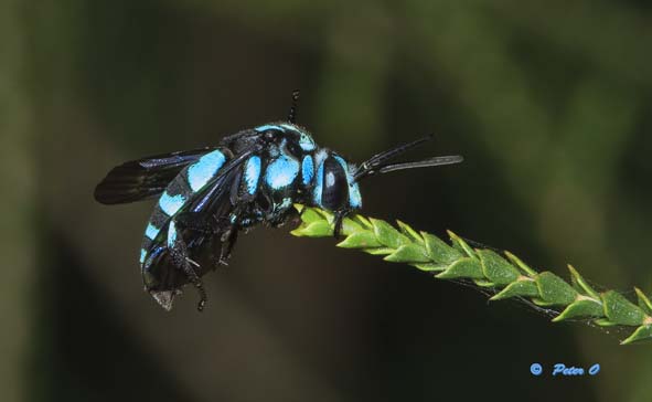 cuckoo bee