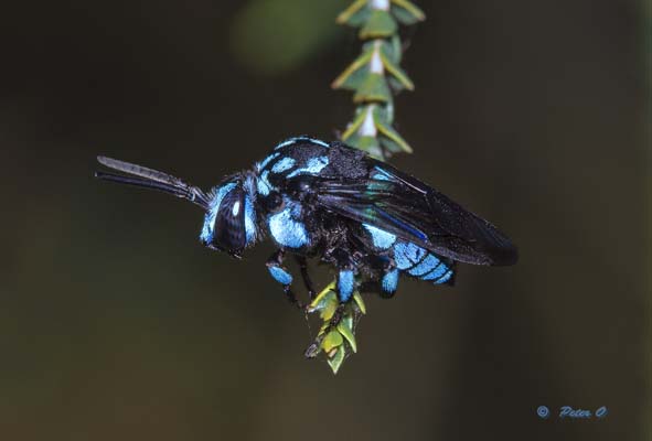 Thyreus cuckoo bee