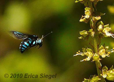 thyreus cuckoo bee