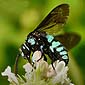 leafcutter or resin bee