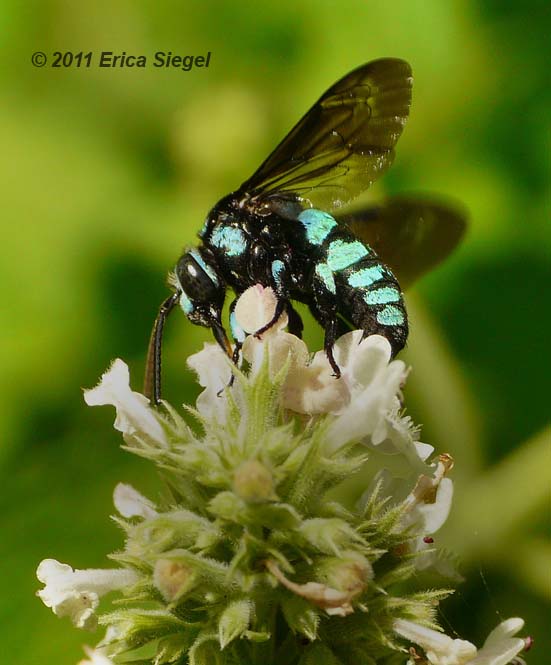 bluebanded bee