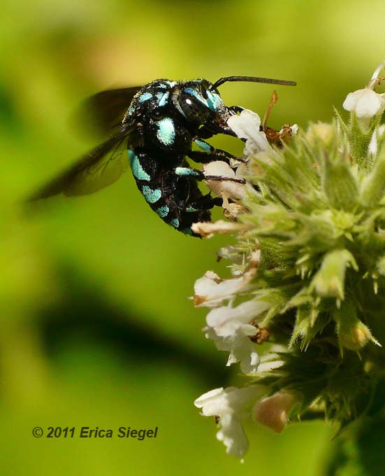 blue banded bee roost