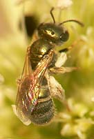 emerald furrow bee