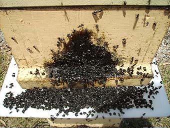 Fighting swarm bees