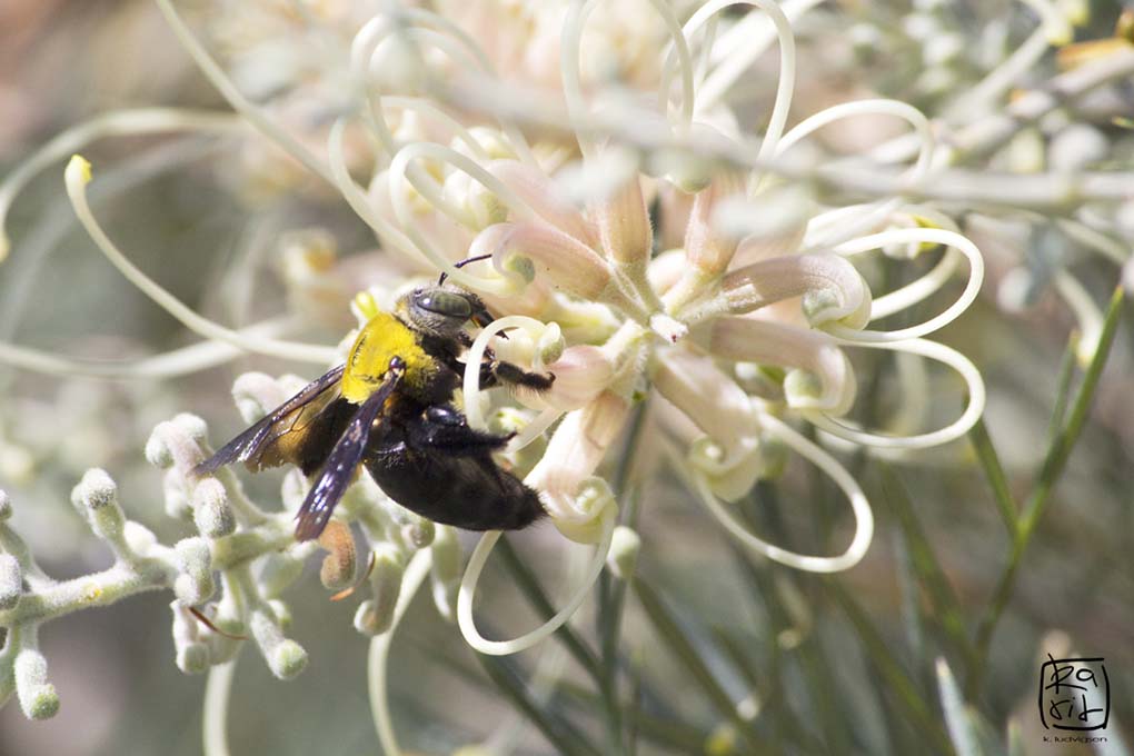 Xylocopa native bee