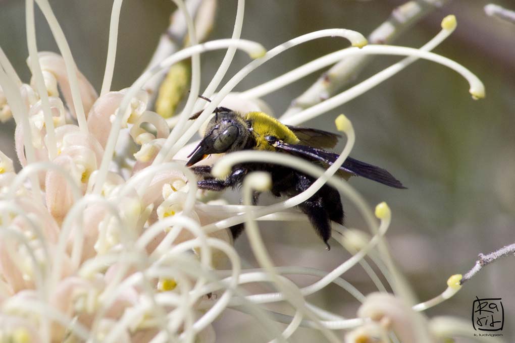 great carpenter bee