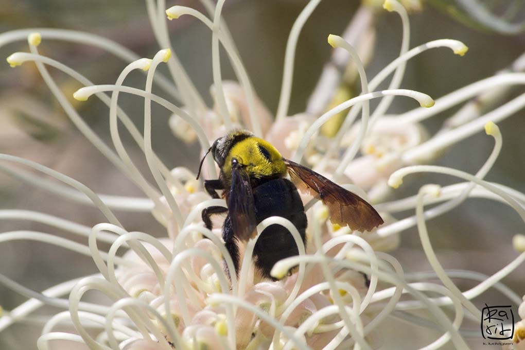 Australian native bee