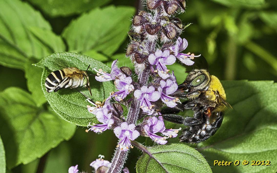 bluebanded bee and carpenter bee 