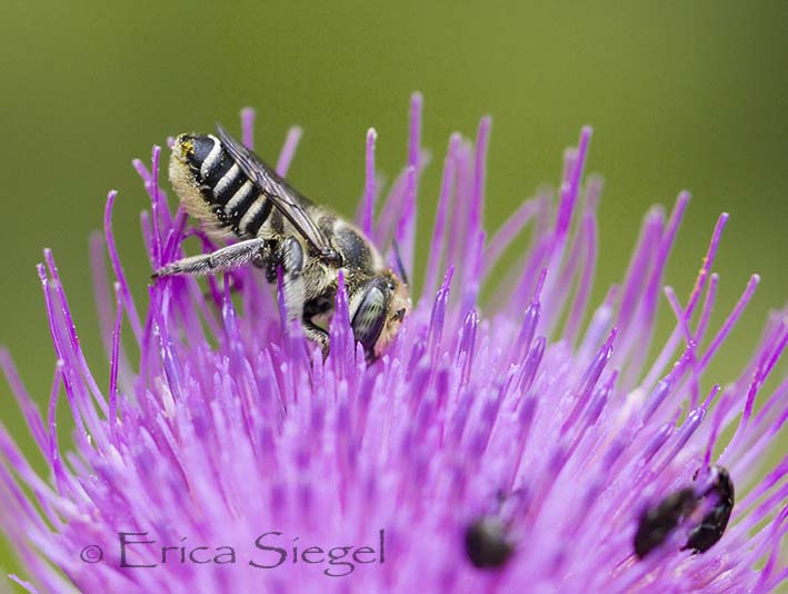 Australian leafcutter bee