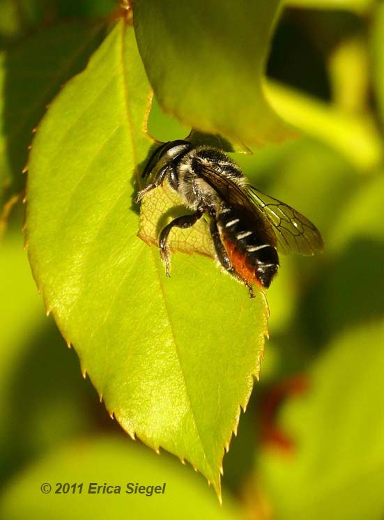 leaf cutter bee