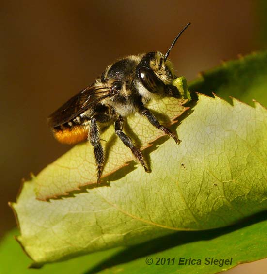 leafcutter bee cutting leaf