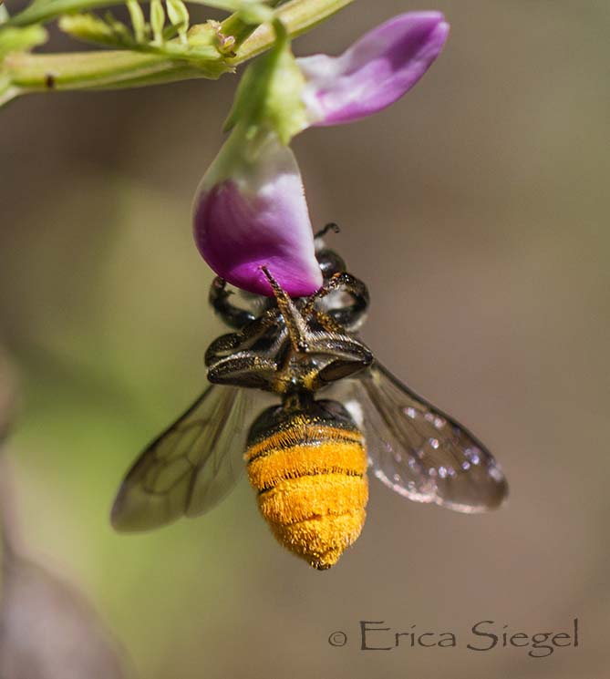 Australian megachile bee