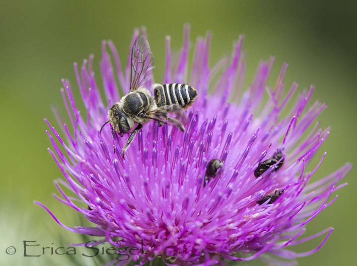 native leaf cutter bee