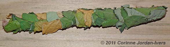 leafcutter bee nest