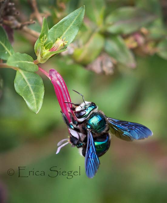 Erica Siegel Lestis