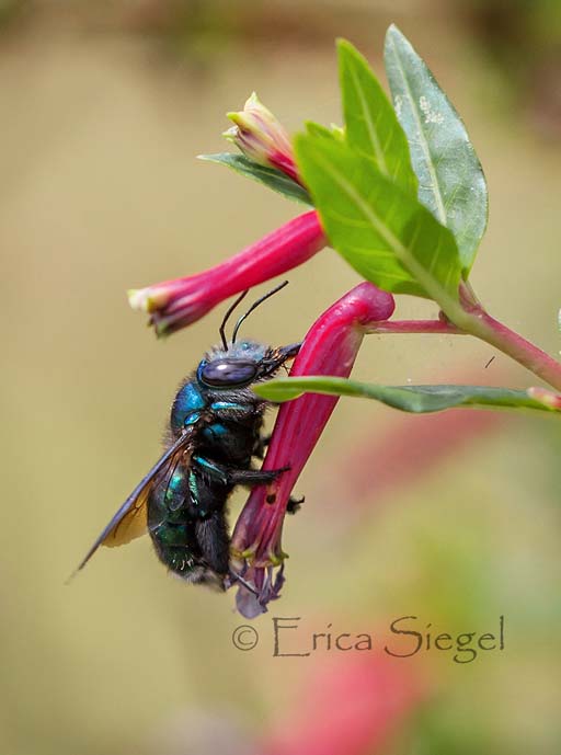 Xylocopa Lestis bee