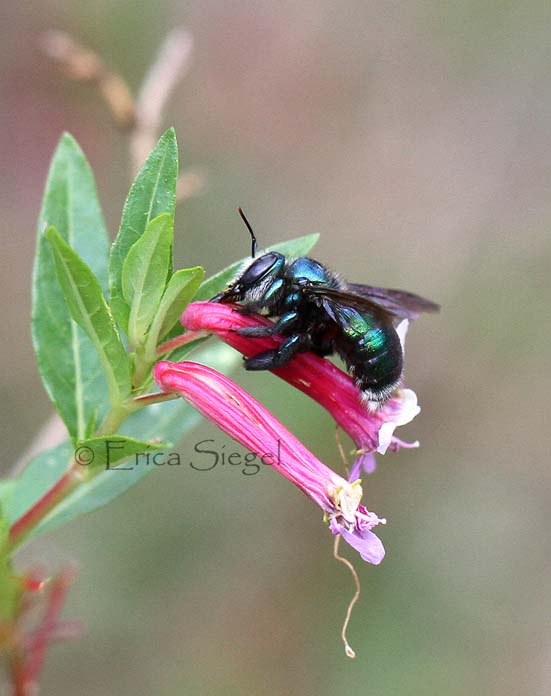 Lestis carpenter bee