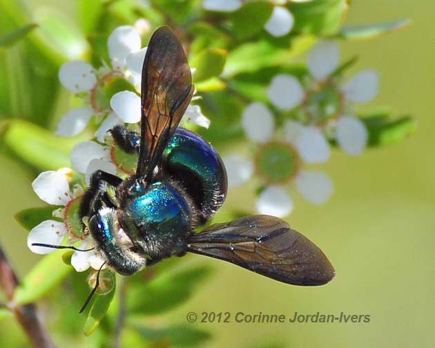 Corinne Jordan-Ivers Carpenter Bee