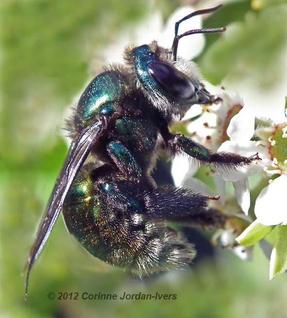 Green Carpenter Bee