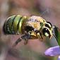 blue banded bee