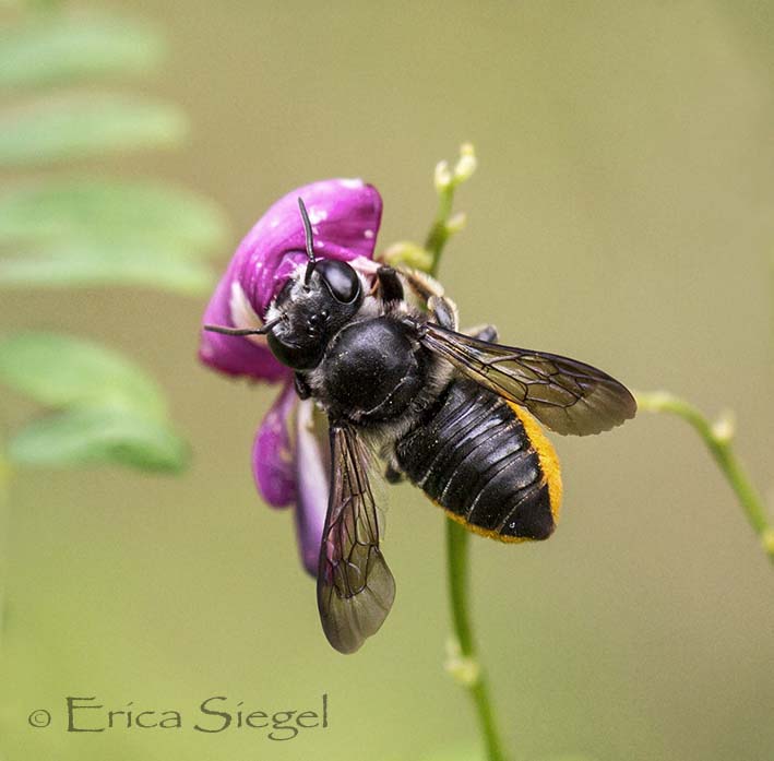 resin bee