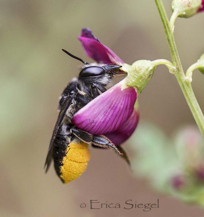 megachile bee