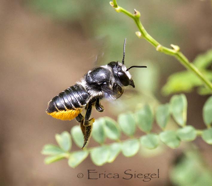 resin bee