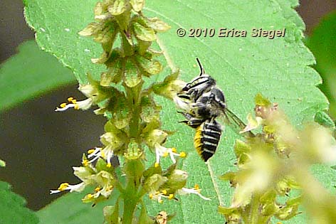 leafcutter bee