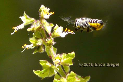 leafcutter or resin bee