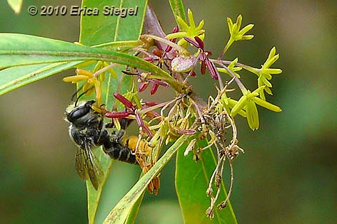 leafcutter or resin bee