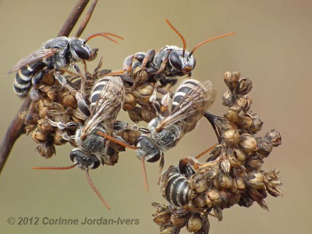 Nomia bees Jordan-Ivers